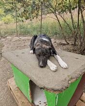 PINO, Hund, Mischlingshund in Rumänien - Bild 4