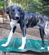 PINO, Hund, Mischlingshund in Rumänien - Bild 5
