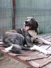 PINO, Hund, Mischlingshund in Rumänien - Bild 6