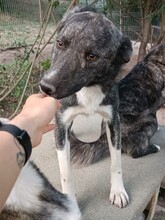 PINO, Hund, Mischlingshund in Rumänien - Bild 7