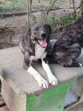 PINO, Hund, Mischlingshund in Rumänien - Bild 8