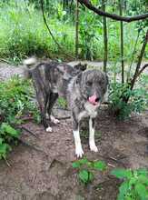 PINO, Hund, Mischlingshund in Rumänien - Bild 9