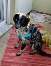 ANNA, Hund, Kokoni-Setter-Mix in Griechenland - Bild 1