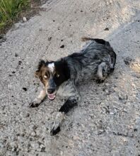 ANNA, Hund, Kokoni-Setter-Mix in Griechenland - Bild 2