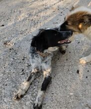 ANNA, Hund, Kokoni-Setter-Mix in Griechenland - Bild 3