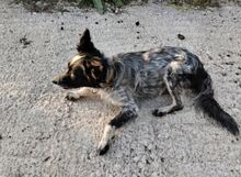 ANNA, Hund, Kokoni-Setter-Mix in Griechenland - Bild 4