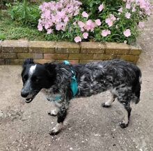 ANNA, Hund, Kokoni-Setter-Mix in Griechenland - Bild 5