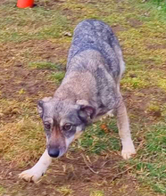 MEMPHIS, Hund, Deutscher Schäferhund-Mix in Rumänien - Bild 1
