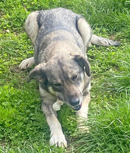 MEMPHIS, Hund, Deutscher Schäferhund-Mix in Rumänien - Bild 2