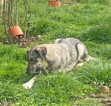 MEMPHIS, Hund, Deutscher Schäferhund-Mix in Rumänien - Bild 3
