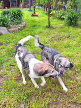 MEMPHIS, Hund, Deutscher Schäferhund-Mix in Rumänien - Bild 4