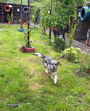 MEMPHIS, Hund, Deutscher Schäferhund-Mix in Rumänien - Bild 5