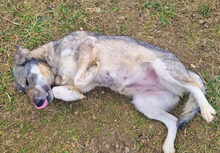 MEMPHIS, Hund, Deutscher Schäferhund-Mix in Rumänien - Bild 6