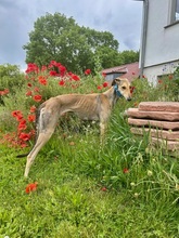 STORM, Hund, Galgo Español in Upahl - Bild 1