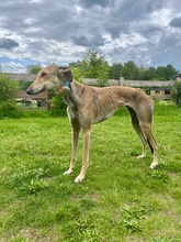 STORM, Hund, Galgo Español in Upahl - Bild 2