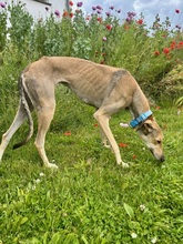 STORM, Hund, Galgo Español in Upahl - Bild 3