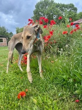 STORM, Hund, Galgo Español in Upahl - Bild 4