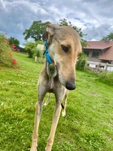 STORM, Hund, Galgo Español in Upahl - Bild 5
