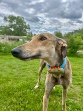 STORM, Hund, Galgo Español in Upahl - Bild 6