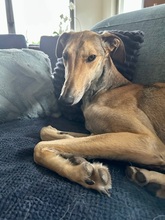 STORM, Hund, Galgo Español in Upahl - Bild 7