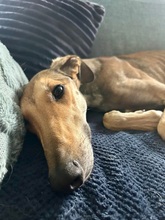STORM, Hund, Galgo Español in Upahl - Bild 8