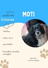 MOTI, Hund, Mischlingshund in Oldenburg - Bild 1