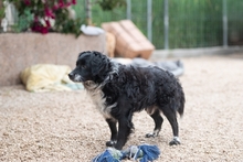 MOTI, Hund, Mischlingshund in Oldenburg - Bild 3