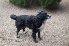 MOTI, Hund, Mischlingshund in Oldenburg - Bild 4