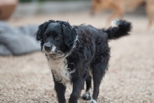 MOTI, Hund, Mischlingshund in Oldenburg - Bild 5