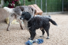 MOTI, Hund, Mischlingshund in Oldenburg - Bild 6