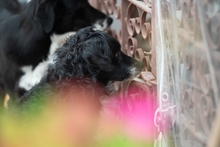 MOTI, Hund, Mischlingshund in Oldenburg - Bild 7