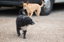 MOTI, Hund, Mischlingshund in Oldenburg - Bild 8