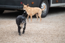 MOTI, Hund, Mischlingshund in Oldenburg - Bild 9