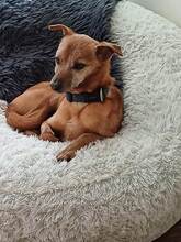 JERONIMO, Hund, Mischlingshund in Leverkusen - Bild 1