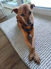 JERONIMO, Hund, Mischlingshund in Leverkusen - Bild 2
