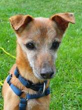JERONIMO, Hund, Mischlingshund in Leverkusen - Bild 3