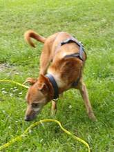 JERONIMO, Hund, Mischlingshund in Leverkusen - Bild 5