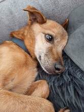 JERONIMO, Hund, Mischlingshund in Leverkusen - Bild 6