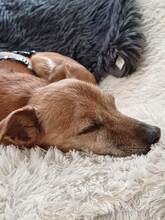 JERONIMO, Hund, Mischlingshund in Leverkusen - Bild 7