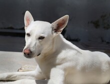 PERLA, Hund, Mischlingshund in Italien - Bild 1