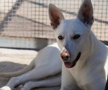 PERLA, Hund, Mischlingshund in Italien - Bild 2