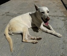 PERLA, Hund, Mischlingshund in Italien - Bild 4