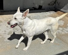 PERLA, Hund, Mischlingshund in Italien - Bild 5
