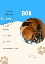 BOB, Hund, Mischlingshund in Nürnberg - Bild 1