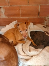 BOB, Hund, Mischlingshund in Nürnberg - Bild 2