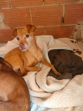 BOB, Hund, Mischlingshund in Nürnberg - Bild 3