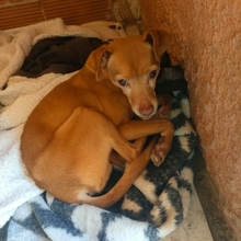 BOB, Hund, Mischlingshund in Nürnberg - Bild 4