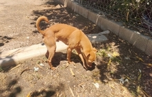 BOB, Hund, Mischlingshund in Nürnberg - Bild 5