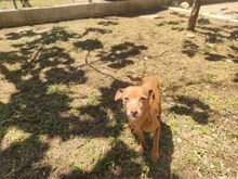 BOB, Hund, Mischlingshund in Nürnberg - Bild 6