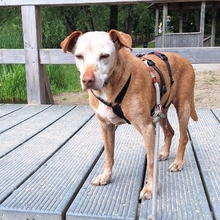 JOSH, Hund, Mischlingshund in Satow - Bild 1